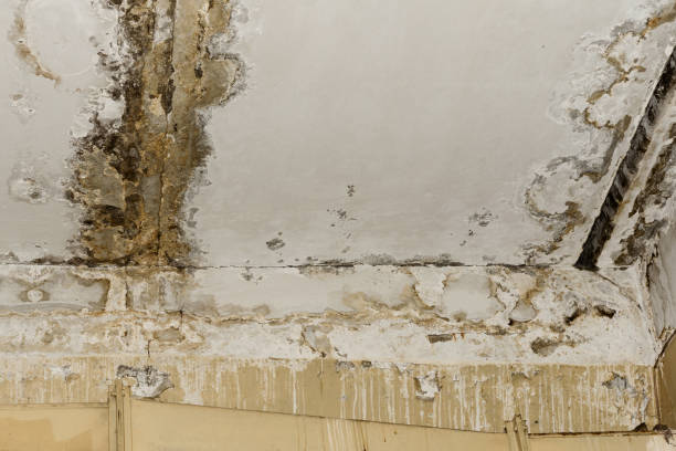 Why You Should Choose Our Mold Remediation Services in Ashville, AL